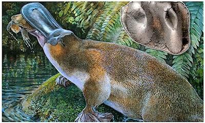 Carnivorous Giant Platypus With Sharp Teeth Once Roamed Australia