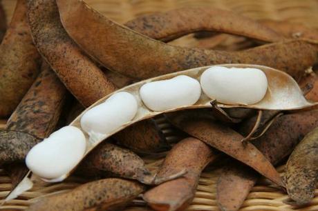 greek gigantes beans and pods