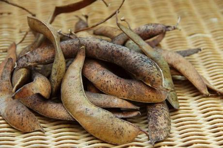 dried pods of greek gigantes beans