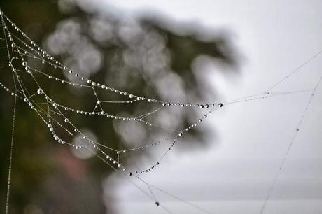 fall, dew drops, spiderweb