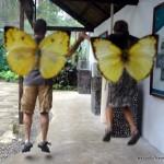 LG butterfly in Bohol
