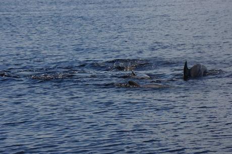 Dolphins Playing in the water as part of the Wild Dolphin Ecotour