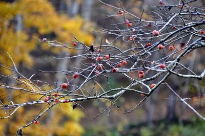 Tail End of Autumn Color