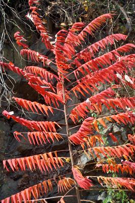 Tail End of Autumn Color