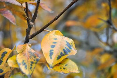 Tail End of Autumn Color