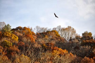 Tail End of Autumn Color