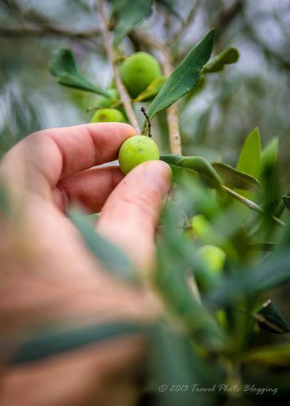 Olive harvest in full swing