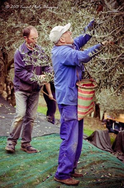 Olive harvest in full swing