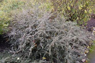 Cotoneaster dielsianus (21/10/2013, Kew Gardens, London)