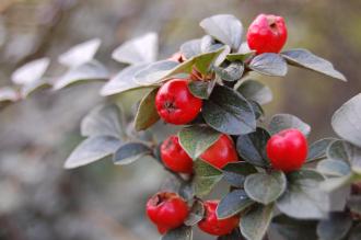 Cotoneaster dielsianus Berries (21/10/2013, Kew Gardens, London)