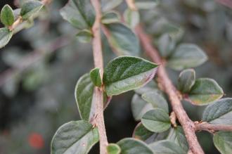 Cotoneaster dielsianus Leaf (21/10/2013, Kew Gardens, London)