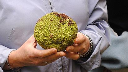 maclura pomifera fruit