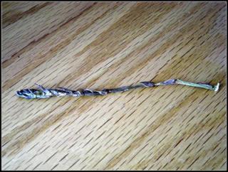 couchasparagus couchasparagus