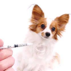 dog vaccines