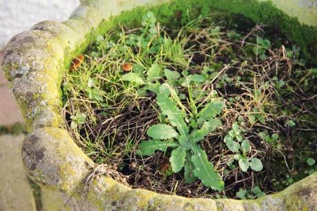 Weedy stone urn planter
