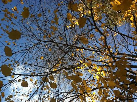 Autumn-Leaves-in-Farmingdale-NY