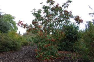 Photinia davidiana (21/10/2013, Kew Gardens, London)