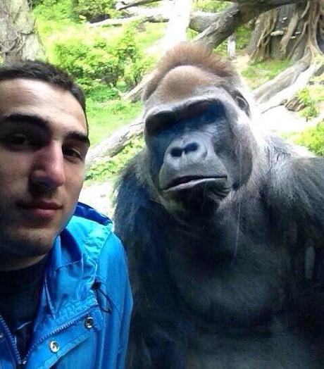 gorilla-selfie