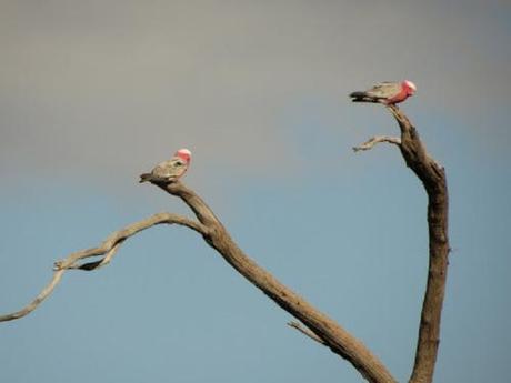 Galah3