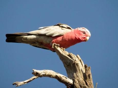 Galah1