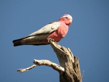 Galah2