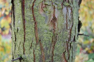 Malus sieboldii Bark (21/10/2013, Kew Gardens, London)