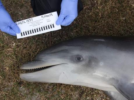  A beached dolphin in the Jacksonville area tested positive for a deadly virus that has killed more than 750 dolphins on the U.S. Atlantic coast. Photo/Florida FWCC 