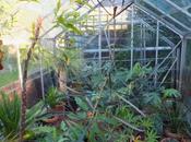 Greenhouse Preparation