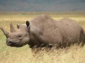 Western Black Rhino Extinct