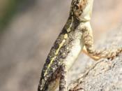 DAILY PHOTO: Climbing Lizard