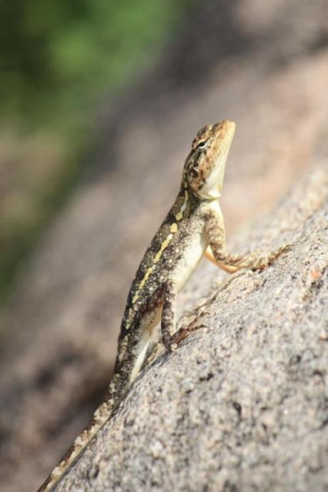 Taken November 2, 2013 at Hampi. 