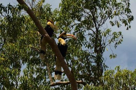 hornbills