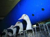Scandal: Calling Chefs Boycott Foie Gras