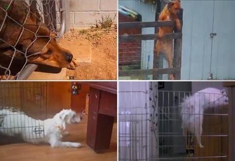 MISSION IMPOSSIBLE: DOGS Caught on VIDEO Making Amazing Escape!