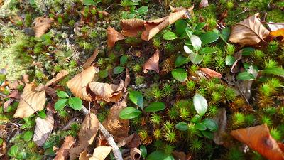 wintergreen, partridge berry, pipsissewa. woodland plants in harriman state park.