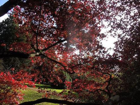 Westonbirt 2013