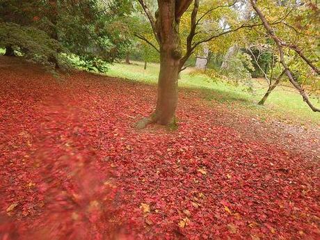 Westonbirt 2013