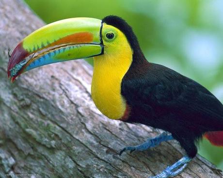 Brilliant Colors Of The Toucans