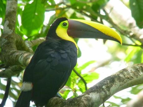 Brilliant Colors Of The Toucans