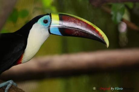 Brilliant Colors Of The Toucans