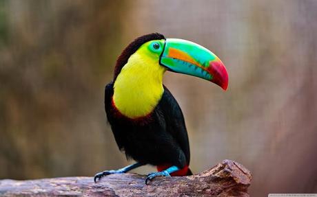 Brilliant Colors Of The Toucans