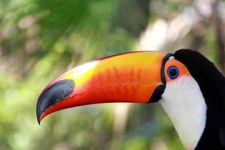 Brilliant Colors Of The Toucans