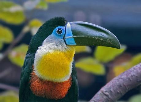 Brilliant Colors Of The Toucans