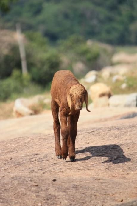Taken November 2, 2013 at Hampi.