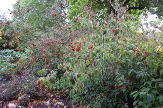 Viburnum betulifolium (21/10/2013, Kew Gardens, London)
