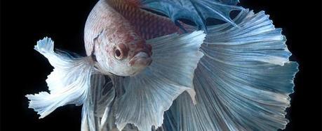 Amazing Portraits of Siamese Fighting Fish by Visarute Angkatavanich