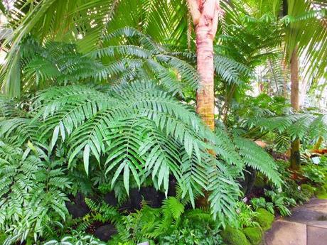 NYBG Conservatory - Rainforest and Aquatic Plants