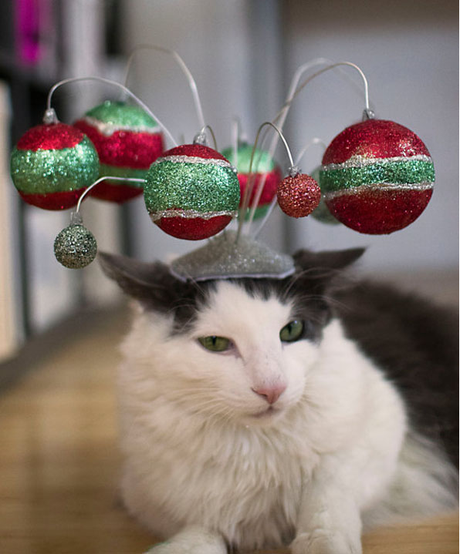 Christmas gift ideas for your cat