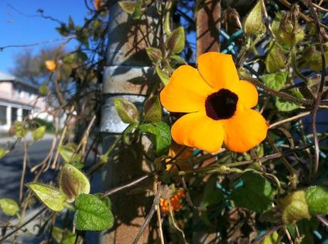 Autumnal-Flowers-in-Farmingdale-NY