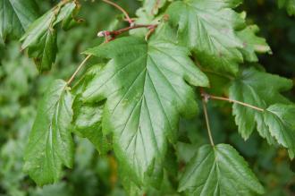 Malus florentina Leaf (21/10/2013, Kew Gardens, London)